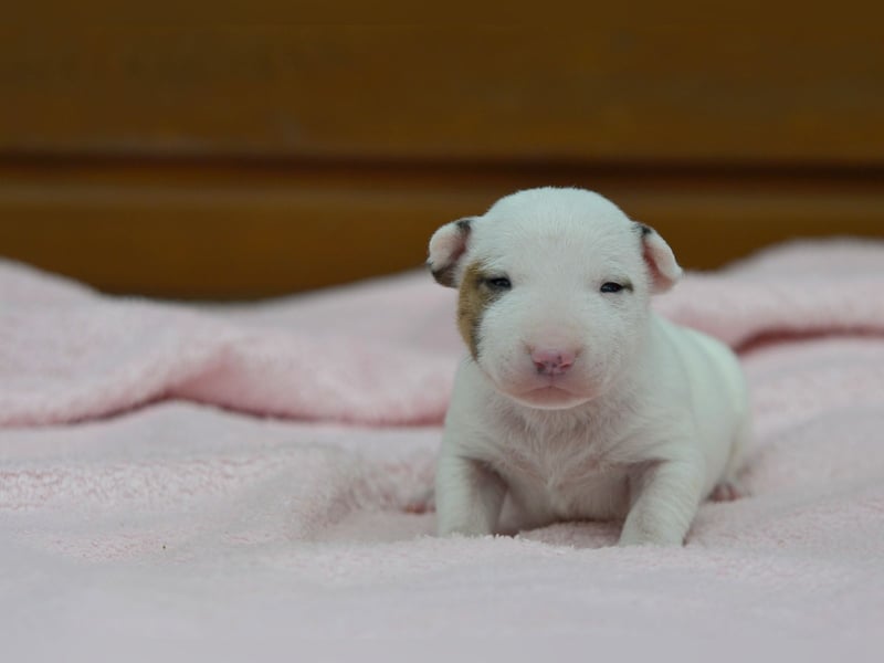 Miniatur-Bullterrier-Welpen abzugeben!