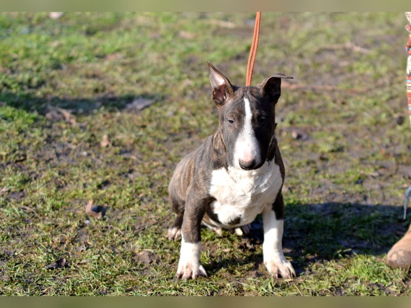 Miniatur-Bullterrier-Welpe zu verkaufen!