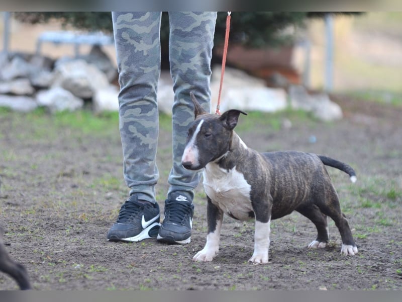 Miniatur-Bullterrier-Welpe zu verkaufen!