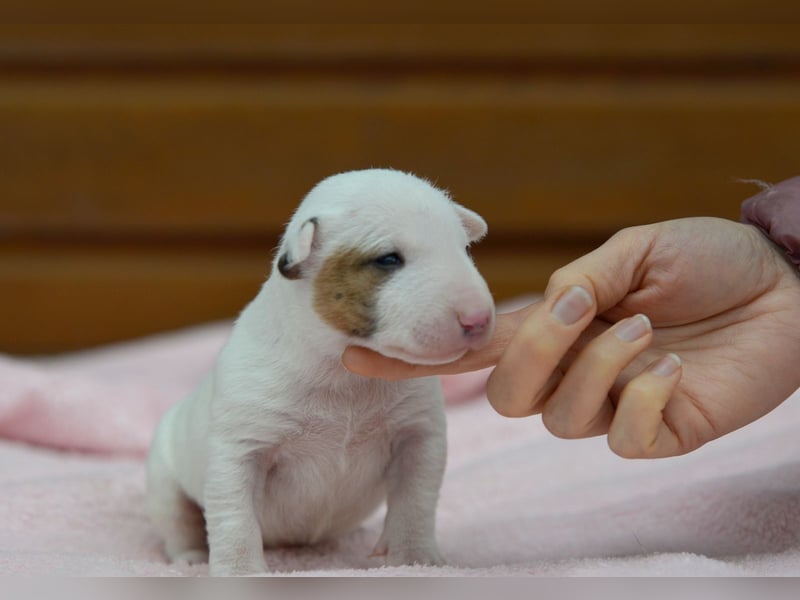 Miniatur-Bullterrier-Welpen abzugeben!