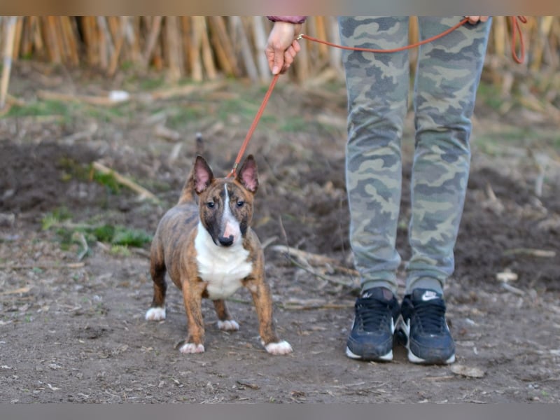 Miniatur-Bullterrier-Welpe zu verkaufen!