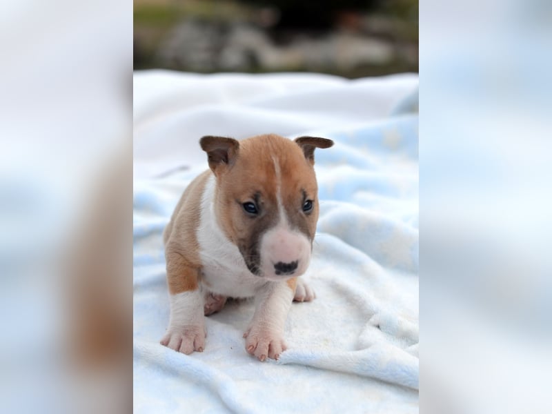 Miniatur-Bullterrier-Welpe zu verkaufen!