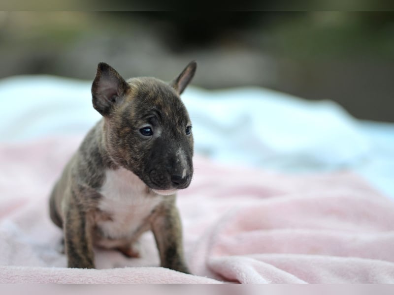 Miniatur-Bullterrier-Welpe zu verkaufen!
