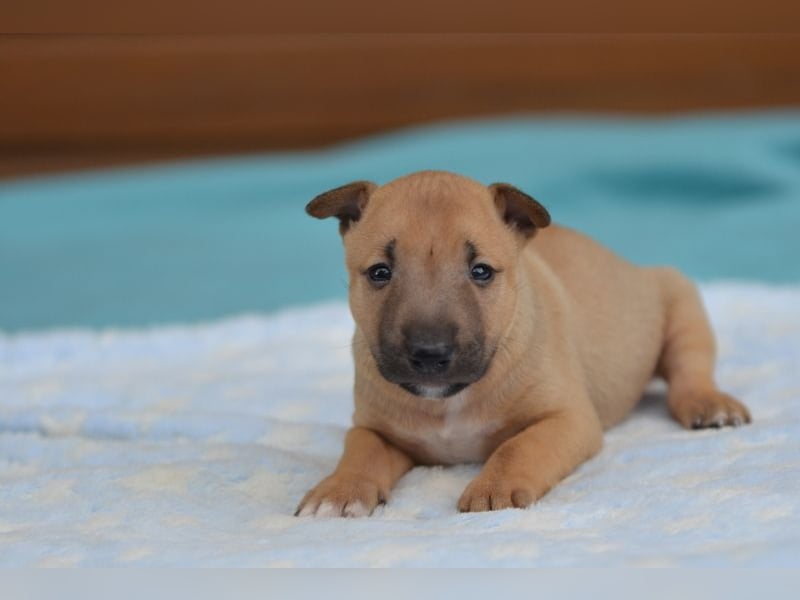  Toffee – kleine Persönlichkeit mit großem Charme 
