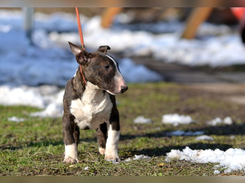 Miniatur-Bullterrier-Welpe zu verkaufen!