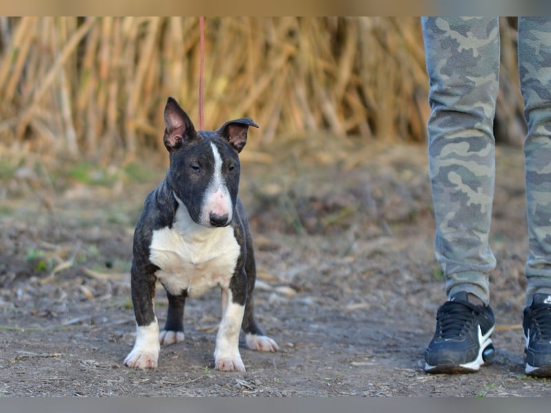 Miniatur-Bullterrier-Welpe zu verkaufen!