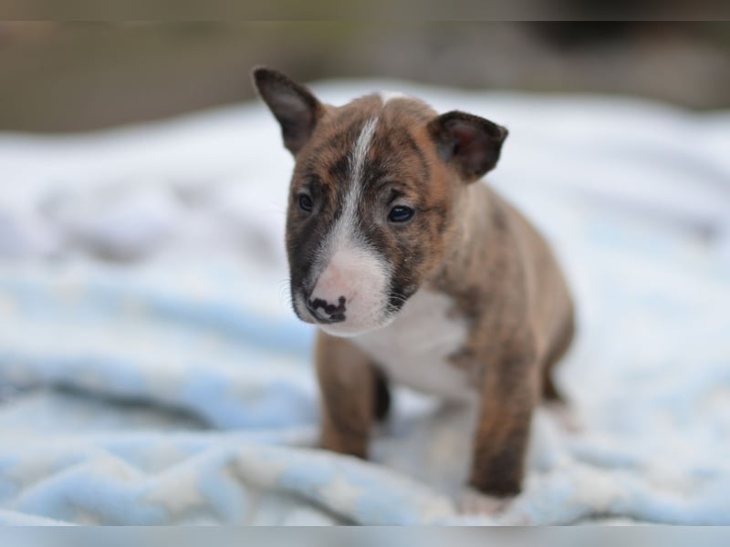 Miniatur-Bullterrier-Welpe zu verkaufen!