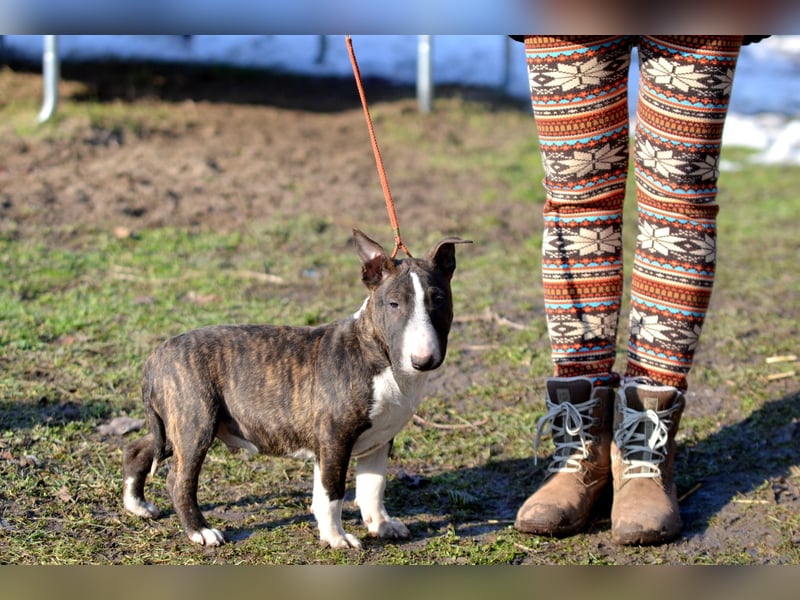 Miniatur-Bullterrier-Welpe zu verkaufen!
