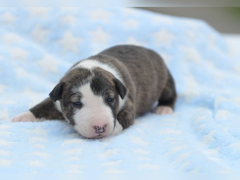 Miniatur-Bullterrier-Welpe abzugeben!