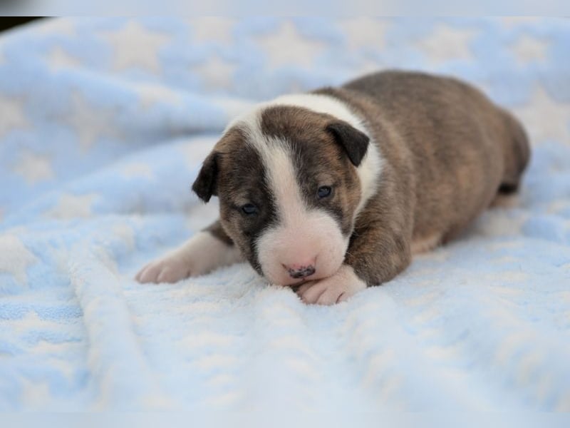 Miniatur-Bullterrier-Welpe abzugeben!