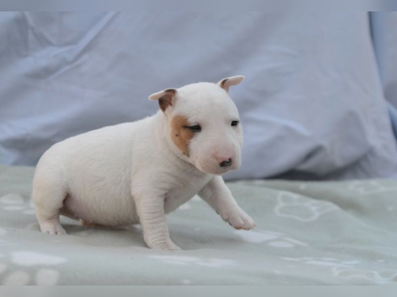 Miniatur-Bullterrier-Welpe abzugeben!