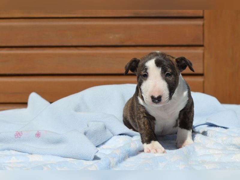 Miniatur-Bullterrier-Welpe abzugeben!