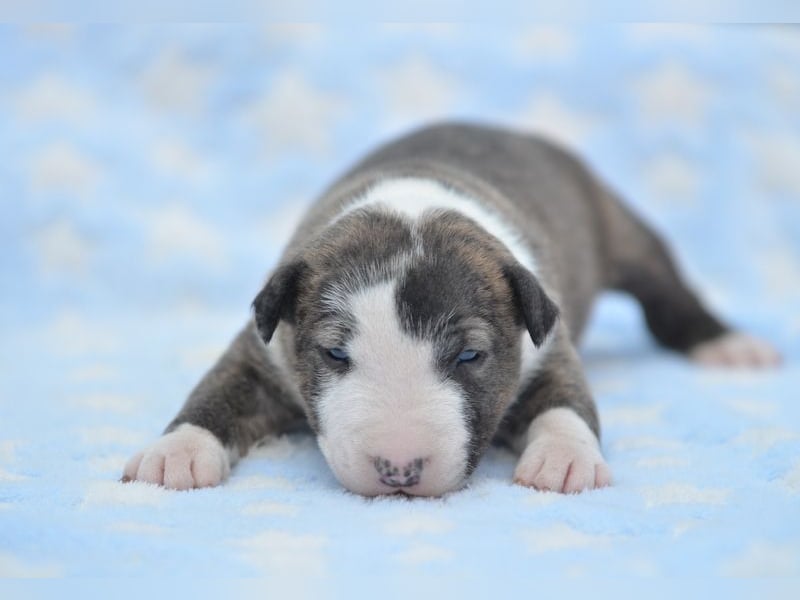 Miniatur-Bullterrier-Welpe abzugeben!
