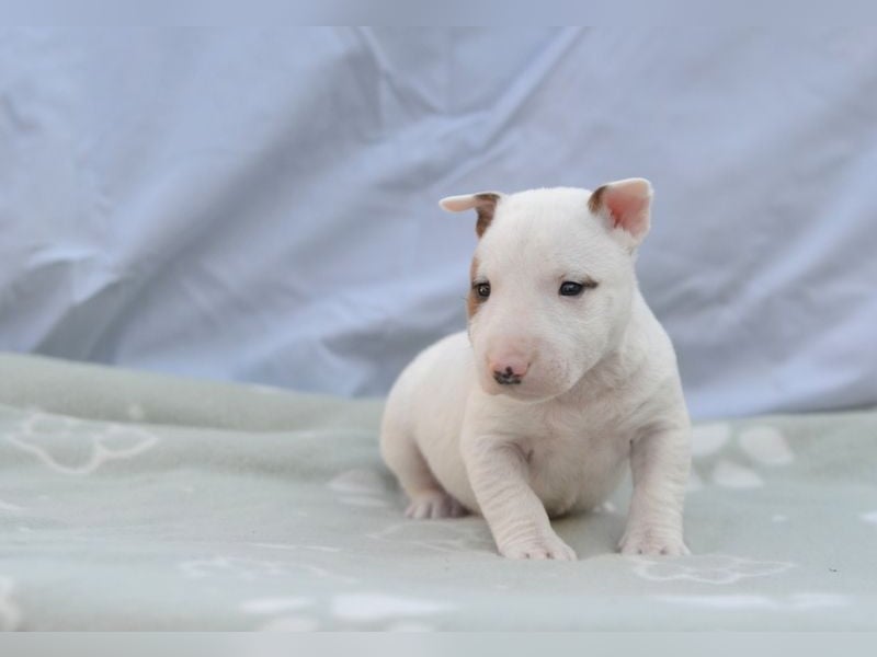 Miniatur-Bullterrier-Welpe abzugeben!
