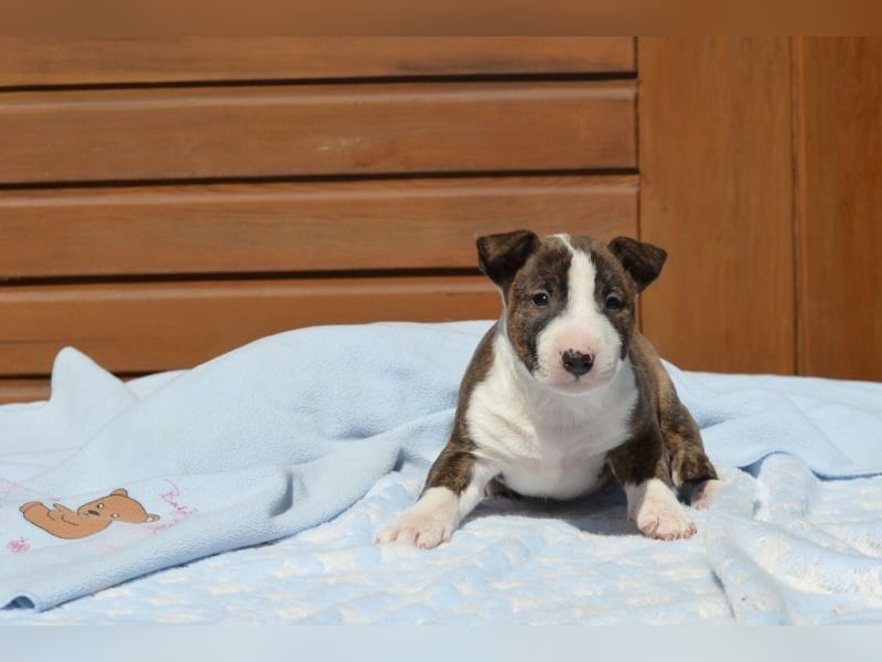 Miniatur-Bullterrier-Welpe abzugeben!