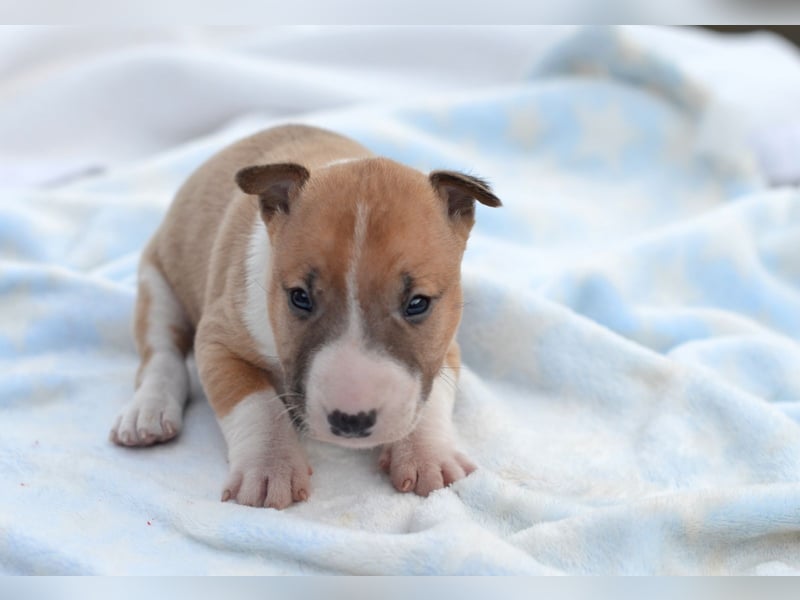 Miniatur-Bullterrier-Welpe zu verkaufen!