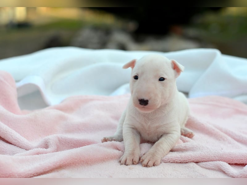 KIMI – Miniatur Bullterrier Hündin sucht bald ein liebevolles Zuhause!