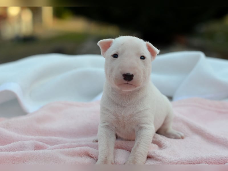 KIMI – Miniatur Bullterrier Hündin sucht bald ein liebevolles Zuhause!
