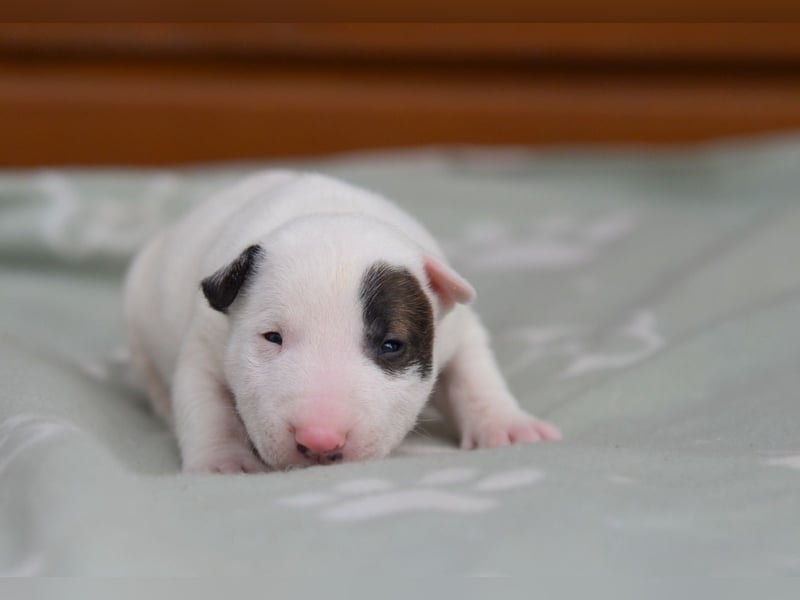 Miniatur-Bullterrier-Welpen abzugeben!