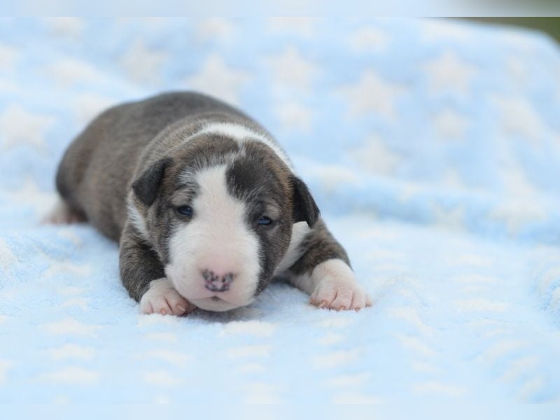 Miniatur-Bullterrier-Welpe abzugeben!