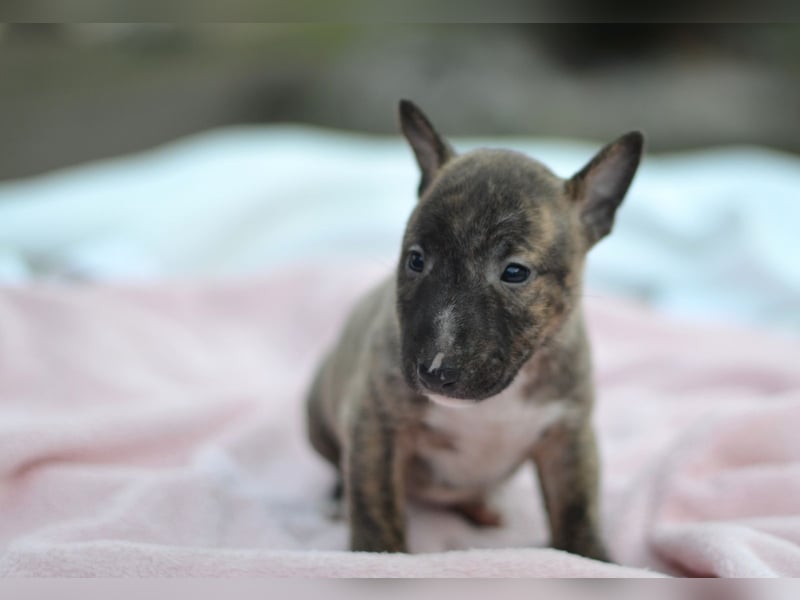 Miniatur-Bullterrier-Welpe zu verkaufen!