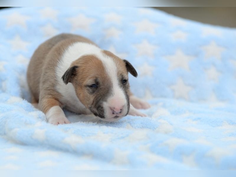 Miniatur-Bullterrier-Welpe abzugeben!