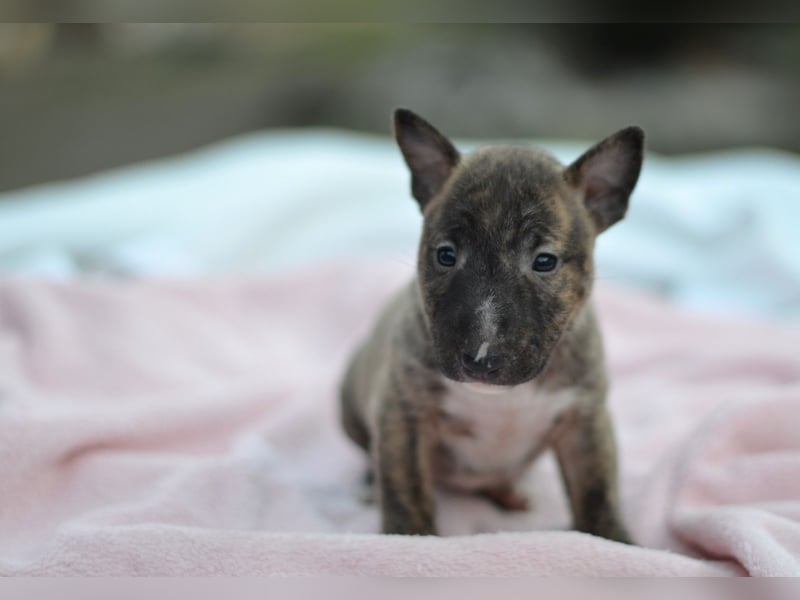 Miniatur-Bullterrier-Welpe zu verkaufen!