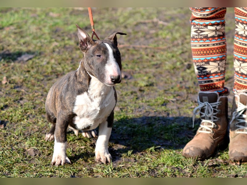 Miniatur-Bullterrier-Welpe zu verkaufen!