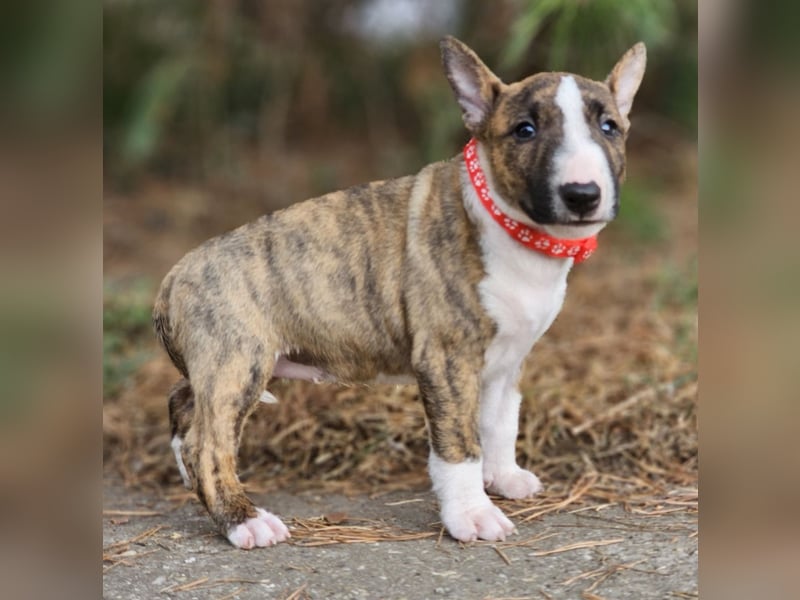 Miniature Bull Terrier Welpen