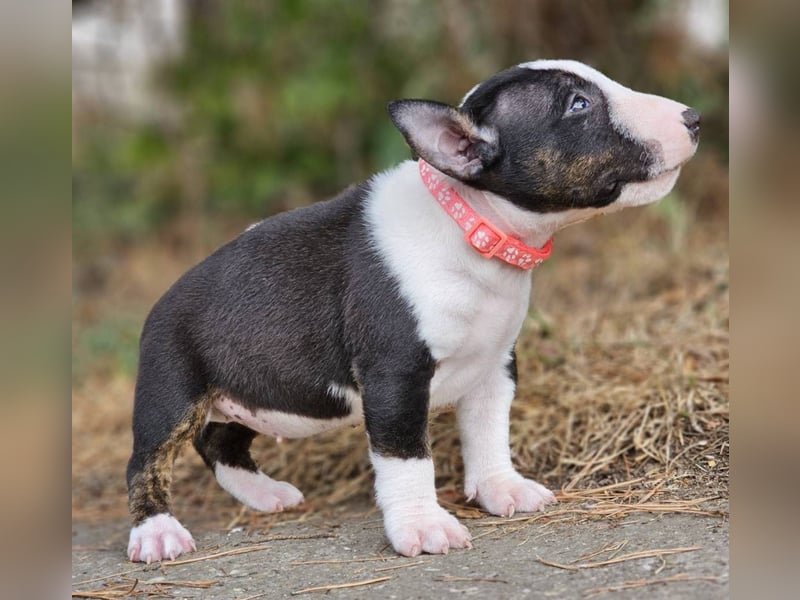 Miniature Bull Terrier Welpen