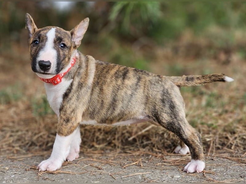 Miniature Bull Terrier Welpen