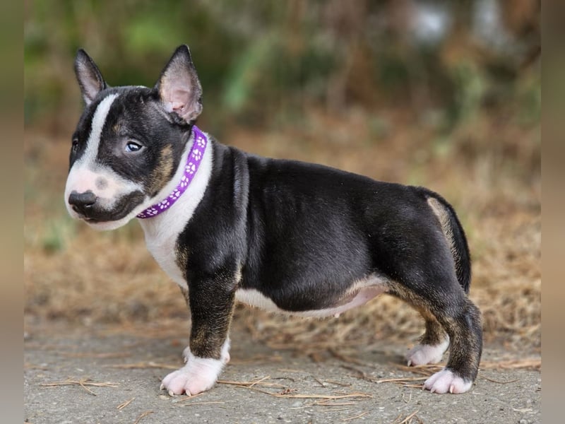 Miniature Bull Terrier Welpen