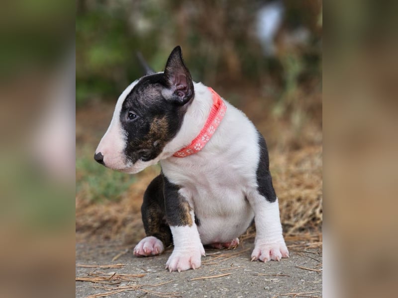 Miniature Bull Terrier Welpen