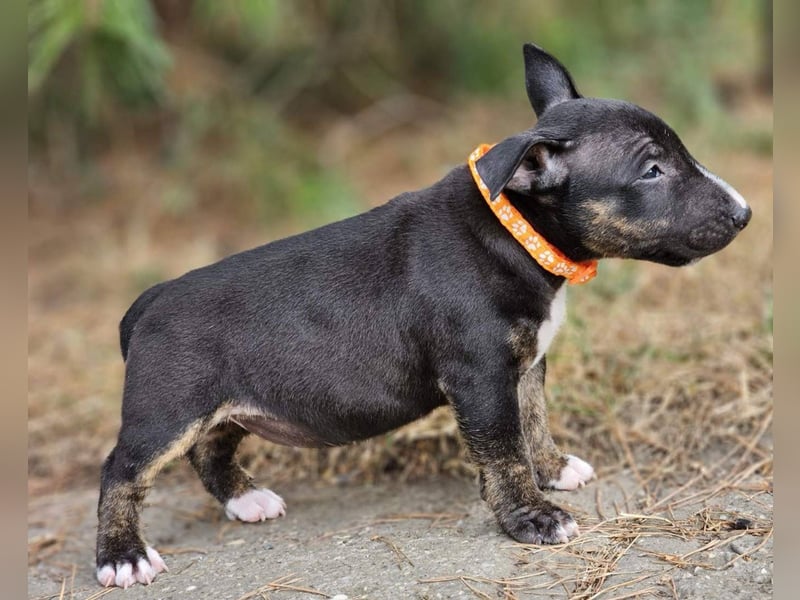 Miniature Bull Terrier Welpen