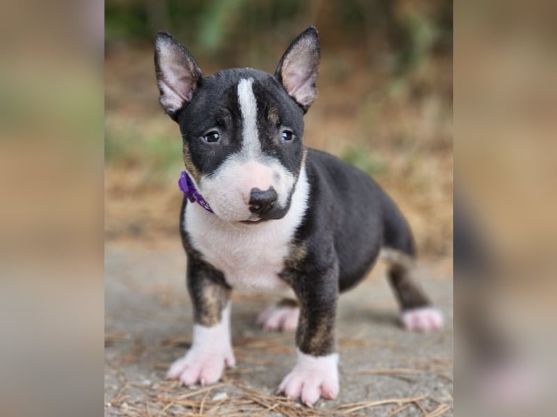 Miniature Bull Terrier Welpen