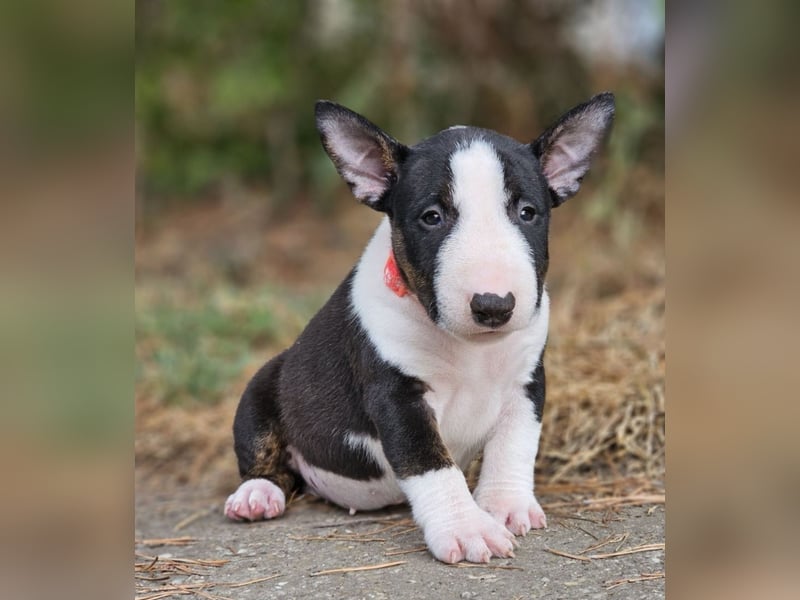 Miniature Bull Terrier Welpen