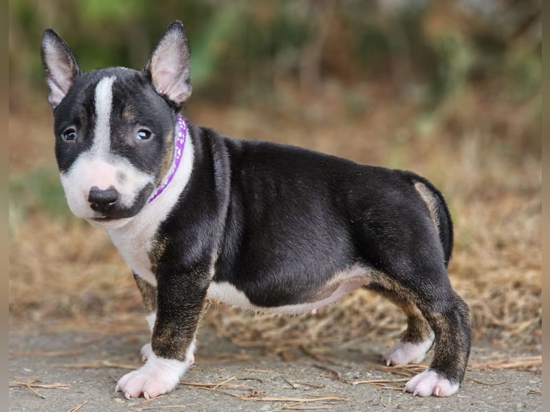 Miniature Bull Terrier Welpen