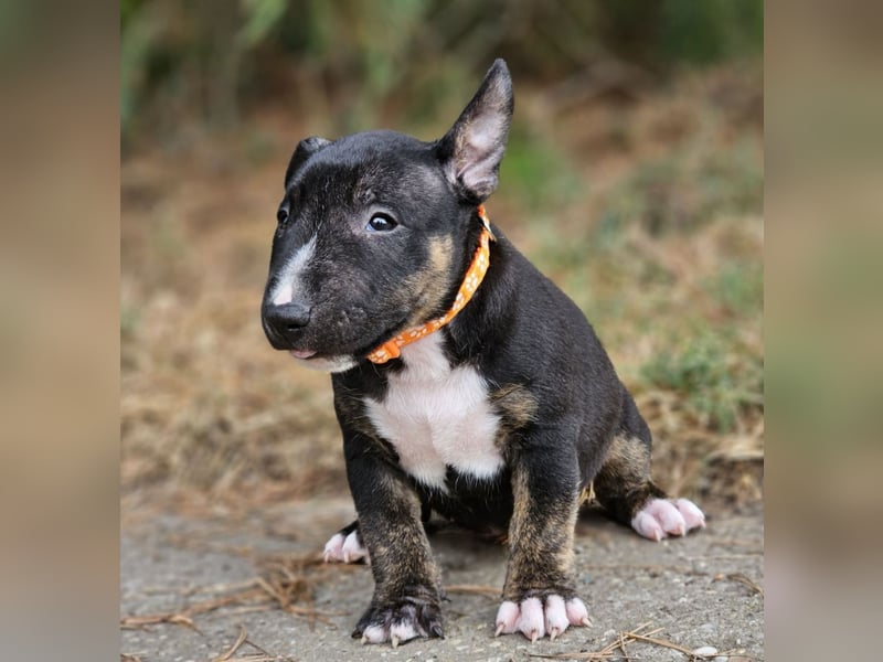 Miniature Bull Terrier Welpen