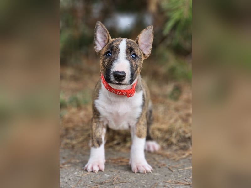 Miniature Bull Terrier Welpen