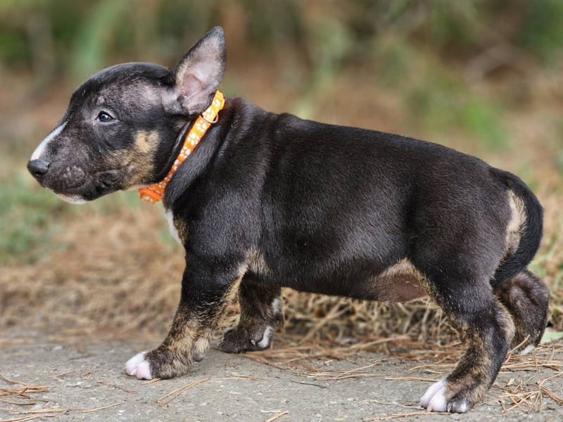 Miniature Bull Terrier Welpen
