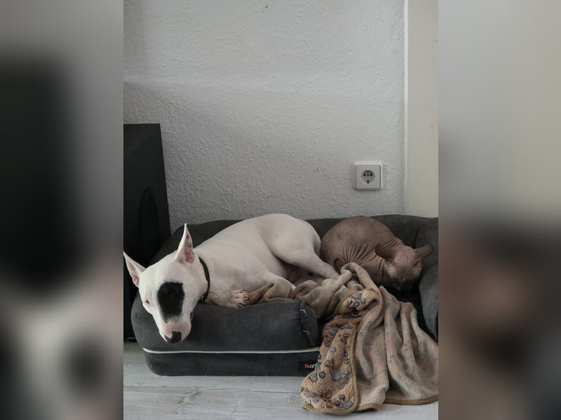 Jester sucht ein erfahrenes Zuhause!