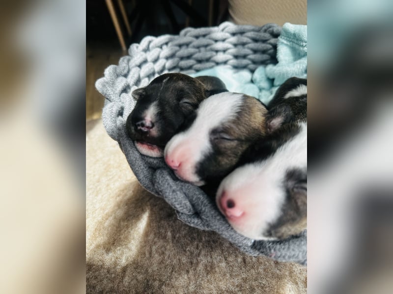 Mini Bullterrier Welpen mit FCI-Ahnentafel – Eltern Champions & getestet