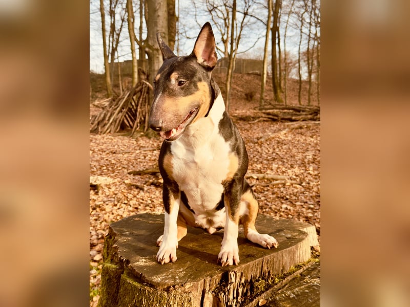 Echte Miniatur Bullterrier mit Ahnentafel und Stammbaum!