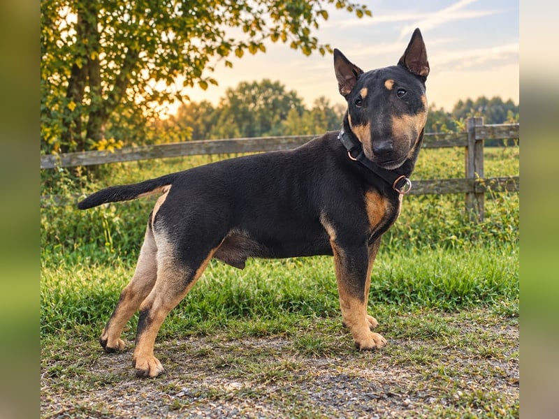 Echte Miniatur Bullterrier mit Ahnentafel und Stammbaum!