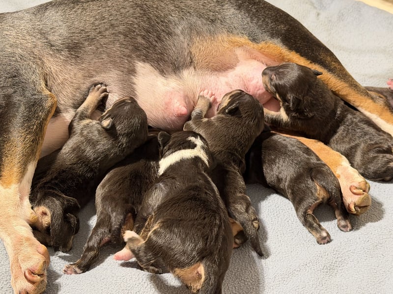 Echte Miniatur Bullterrier mit Ahnentafel und Stammbaum!