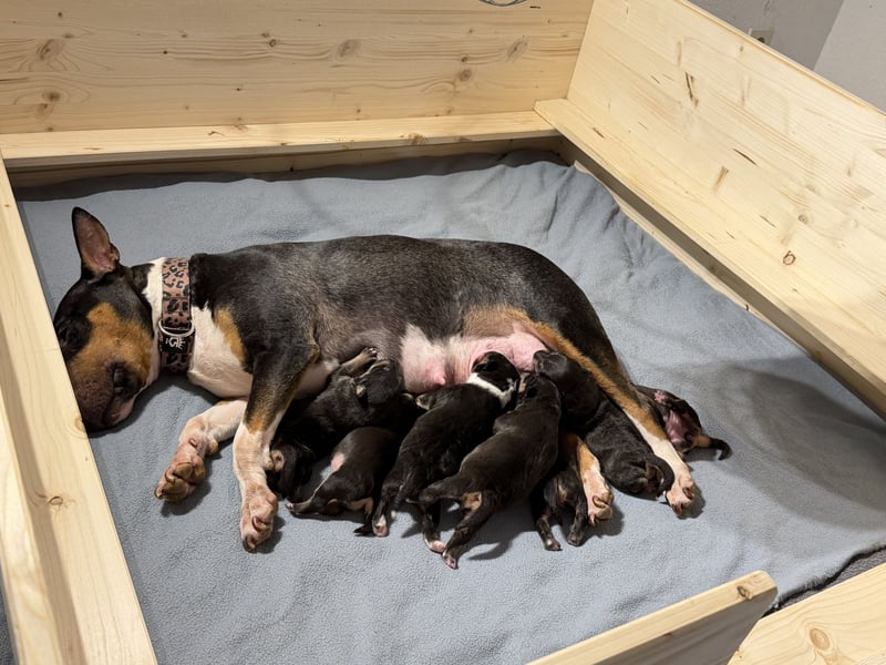 Echte Miniatur Bullterrier mit Ahnentafel und Stammbaum!