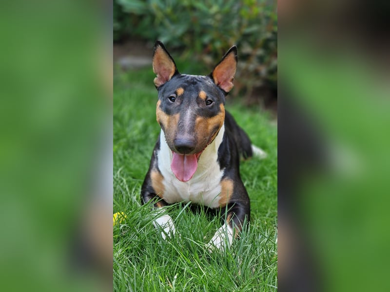 Echte Miniatur Bullterrier mit Ahnentafel und Stammbaum!