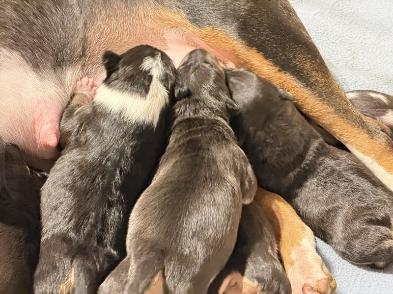 Echte Miniatur Bullterrier mit Ahnentafel und Stammbaum!