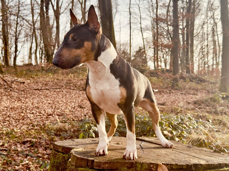 Echte Miniatur Bullterrier mit Ahnentafel und Stammbaum!