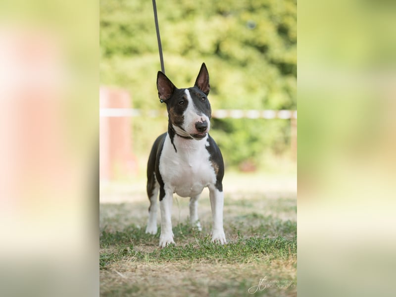 Wunderschöne Miniatur Bullterrier Hüdnind wird eine Familie gesucht. ●Ich helfe beim Vermitteln●